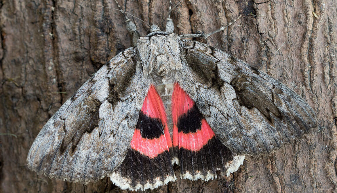 underwing moth
