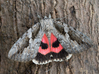 underwing moth