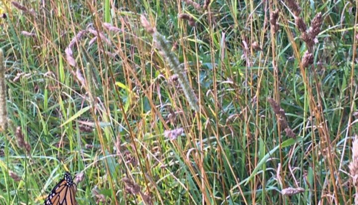 Field with Butterfly - Crop