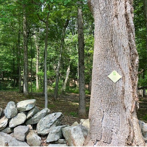 Arthur Miller & Inge Morath Miller Preserve