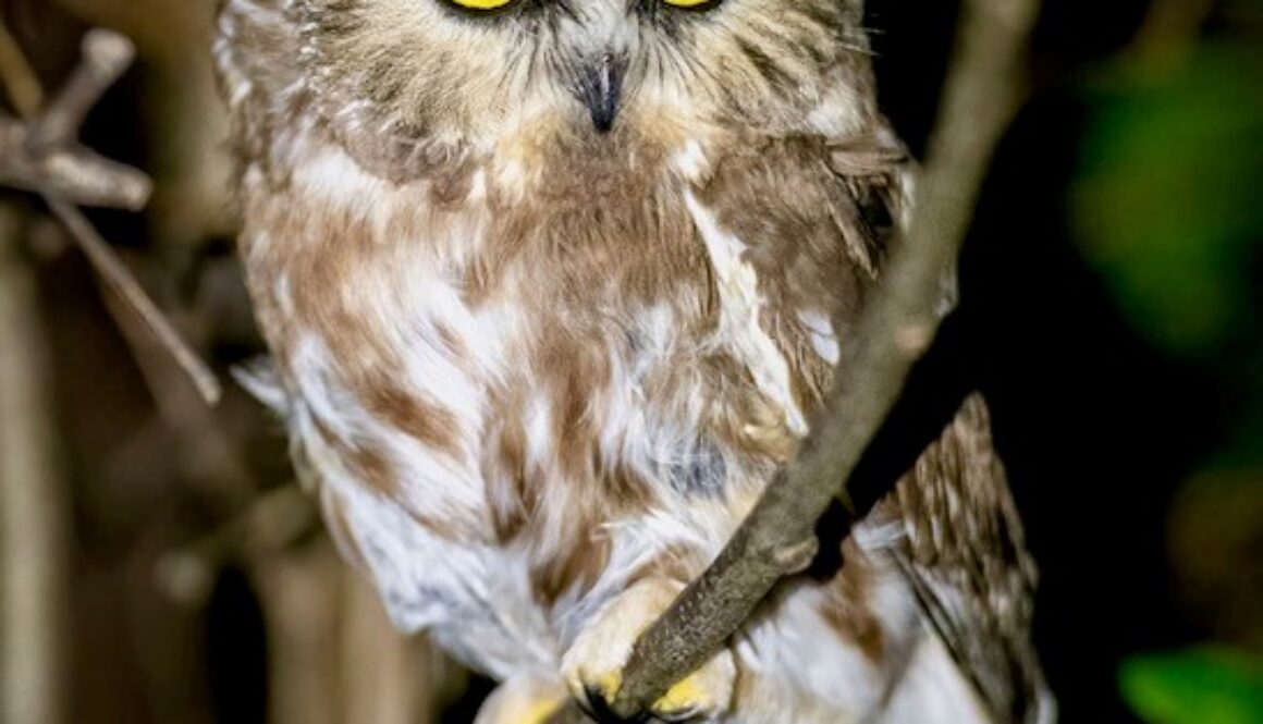 Owl