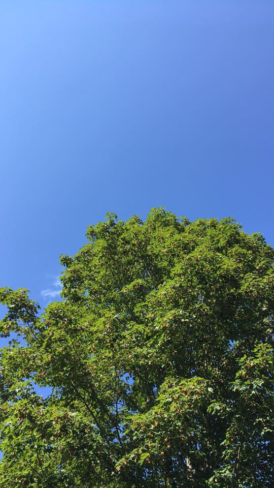 Tree and Blue Sky