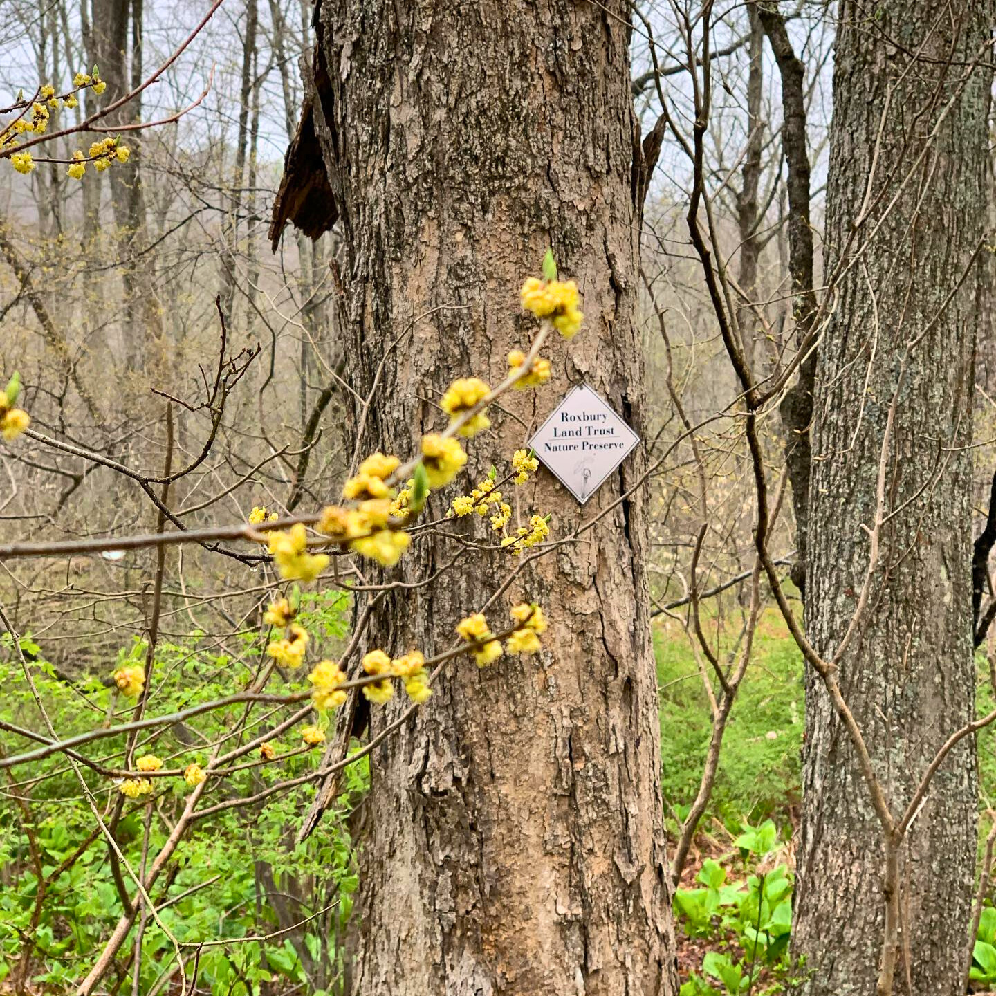 Tree with Forsythia - Crop