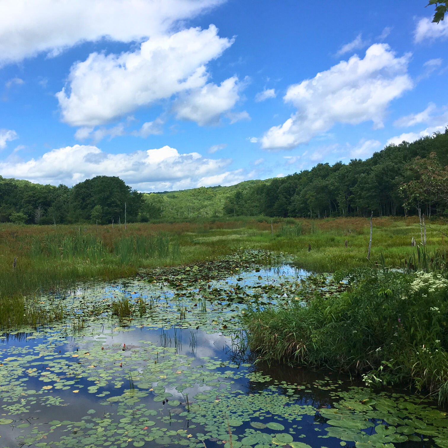 Van Deusen Preserve