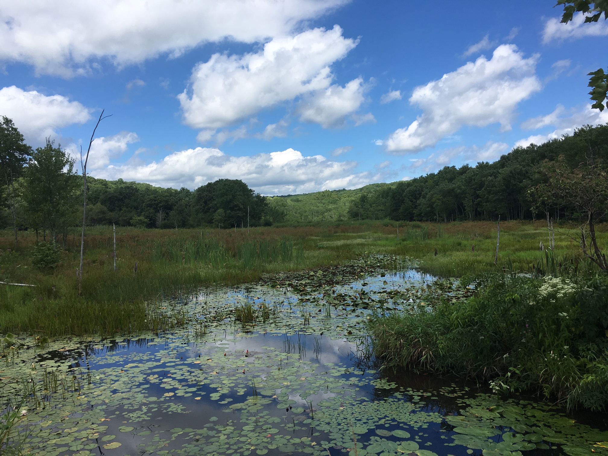 Van Deusen Preserve