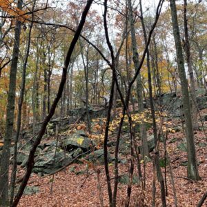 Trail Opening and Hike at Hurlbut Woods Trail