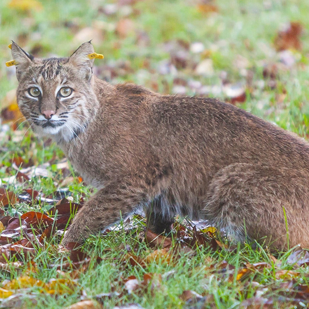 Bobcat2