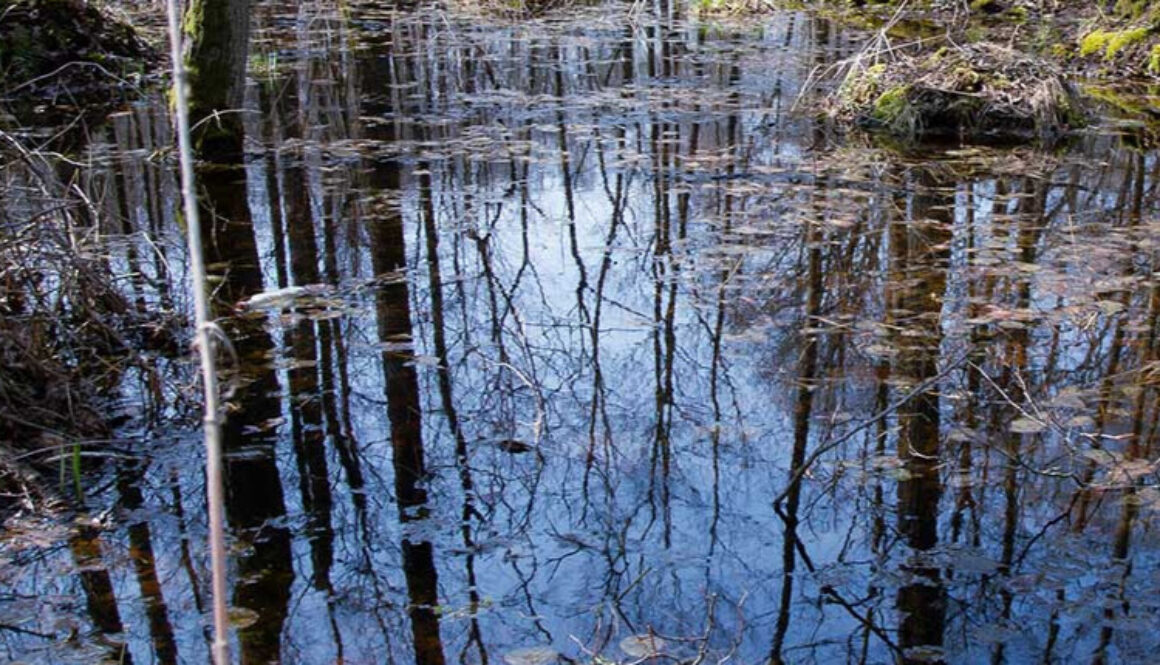 Vernal Pool - Square Crop