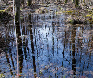 Vernal Pool - Square Crop