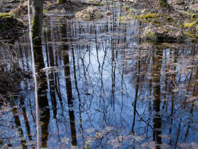 Vernal Pool-ooza Set for April 12th