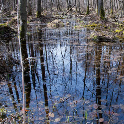 Vernal Pool - Square Crop