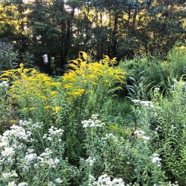 Managing Invasive Plants in the Home Landscape