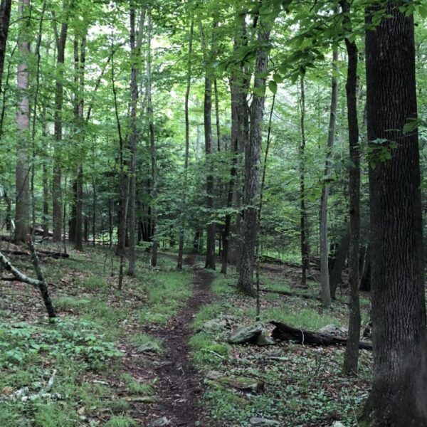 Bird & Nature Walk with Larry Fischer