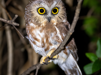 Evening Owl Banding Demonstrations
