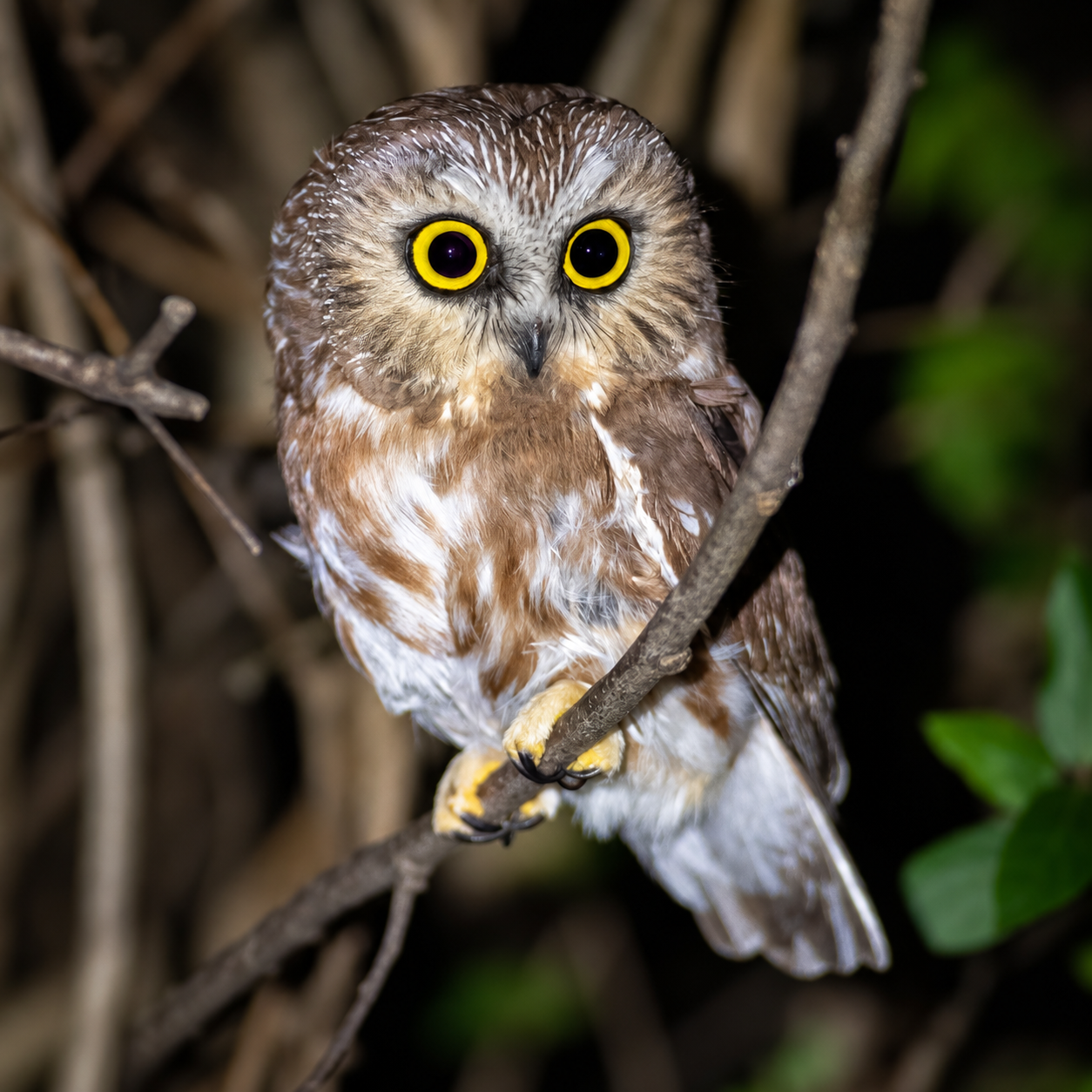 Owl - Square Crop