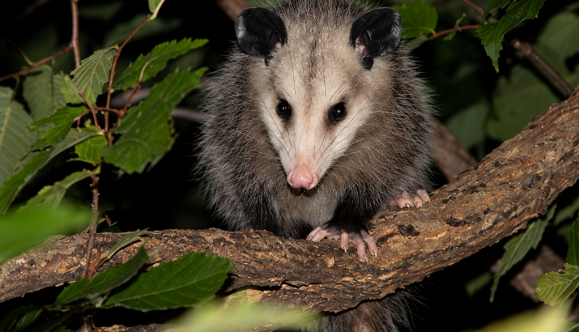 Alert Opossum on a Forest Branch