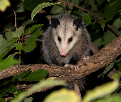 Alert Opossum on a Forest Branch