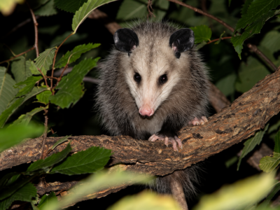 ‘Things That Go Bump in the Night’ Talk